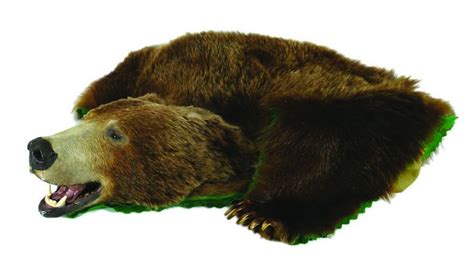 A Rare And Impressive Grizzly Bear Rug The Full Mounted