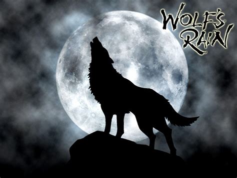 Howling Black Wolf