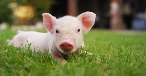 10 Pigs So Cute That Youll Never Look At Bacon The Same Way Again