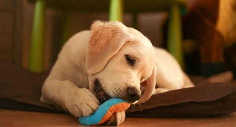 Training A Golden Retriever Puppy Pets Feed