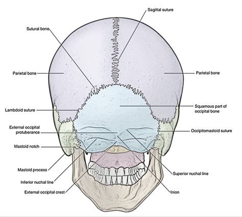 Newborn Skull Suture Lines Maternity Photos