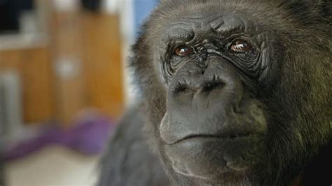 Koko The Gorilla Who Talks Pbs Programs Pbs