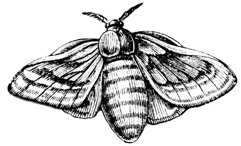 Silkworm Clipart Etc