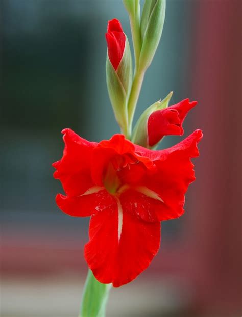 Feed should be applied when the soil is moist and not when dry. 50 Beautiful and Stunning Red Flower Pictures | Ginva