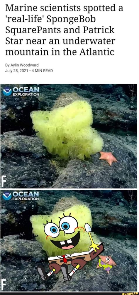 Marine Scientists Spotted A Real Life Spongebob Squarepants And
