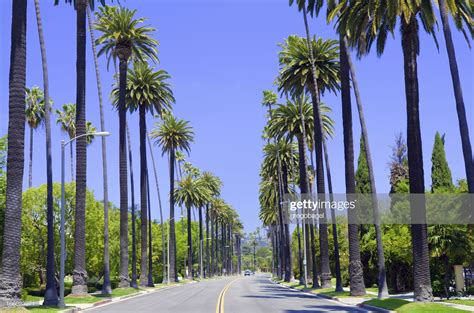 Stock Photo Road With Palm Trees In Los Angeles County Palm Trees