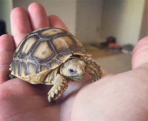 How To Care For A Baby Sulcata Tortoise Turtleholic