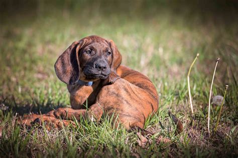 Best Hanoverian Scenthound Dog Food Spot And Tango