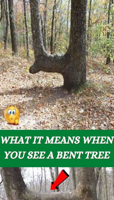 If You Ever Come Across A Bent Tree It Means More Than You Think Here S