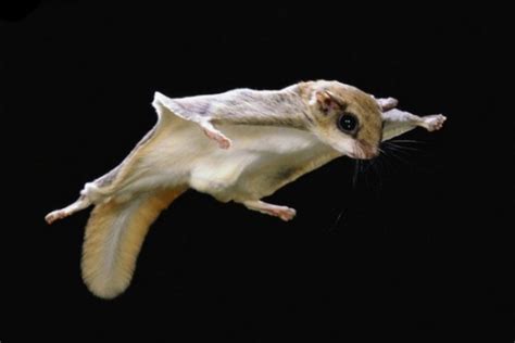 The Amazing Northern Flying Squirrel Charismatic Planet