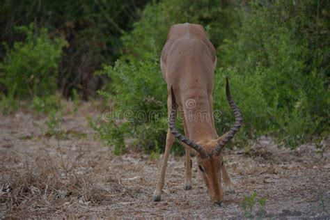 Single Impala Buck Grazing On The Dry Land Stock Image Image Of