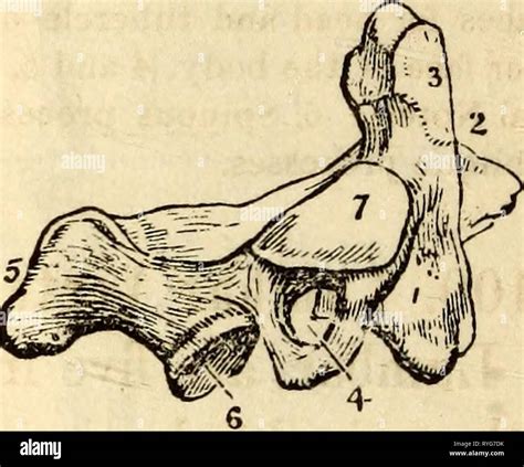 Anatomía Y Fisiología Elemental Para Colegios Academias Y Otras Escuelas