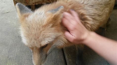 Fox Massage Youtube