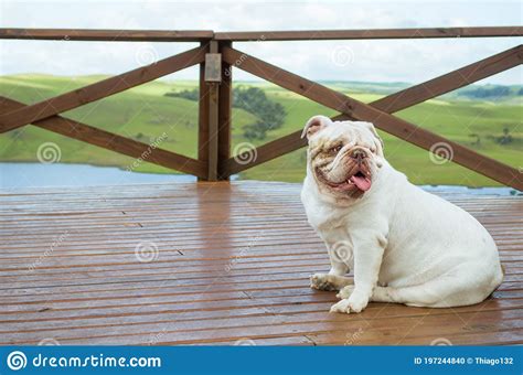 English Bulldog Puppy Sitting On Porch Stock Photo Image Of People
