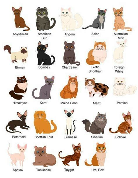 Cat Breeds Chart Cat Races Baby Animals Cute Animals Cat Language