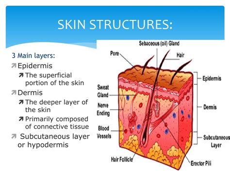 skin layers diagram labeled