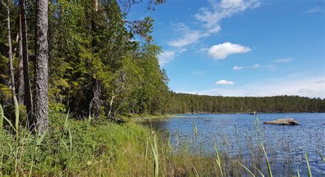 Hitta rådgivning, finansiering och annat stöd i gävleborg. Lockjärv | Länsstyrelsen Gävleborg