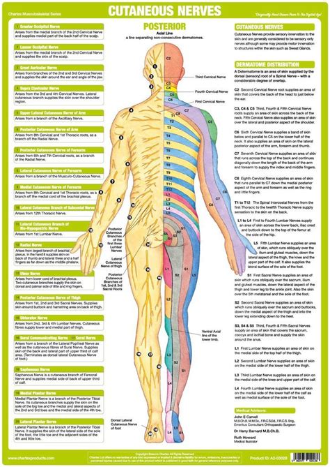 Cutaneous Nerves Anatomy Chart Posterior Nervous System Anatomy