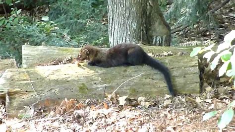Fisher Cat Eats Dinner In Nh Yard Youtube