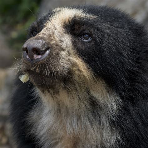 Spectacled Bear Wildark