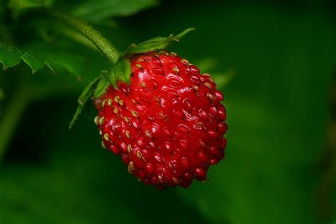 Woodland Strawberry Photograph By Yuri Peress