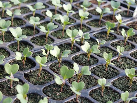 Italica) is an edible green plant in the cabbage family (family brassicaceae, genus brassica) whose large flowering head, stalk and small associated leaves are eaten as a vegetable. How To Grow Broccoli / Calabrese - Step by Step Guide