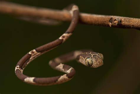 Blunt Headed Tree Snakes Ssnakess Reptile Forum Snake Brown Tree