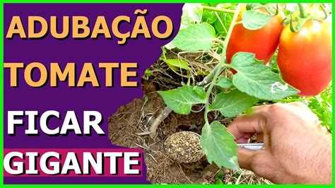 Como Adubar Tomate Para Ficar Com Os Frutos Grandes Youtube