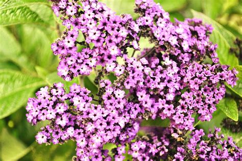 Purple Blossoms Flower Free Photo On Pixabay Pixabay