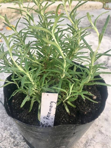 Heres How You Can Grow Rosemary In The Tropics Growing Rosemary