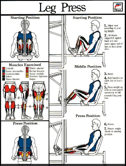 Leg Press Machine Muscles Worked Winnifred Pritchett