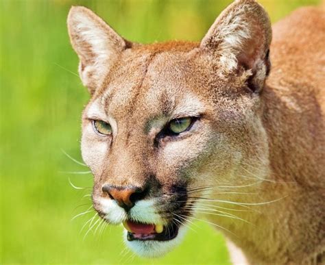 Now Extinct Eastern Cougar Removed From Endangered List Courthouse