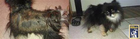 Dermagic Results In Pictures Animal Skin Problems Dog Hair Loss