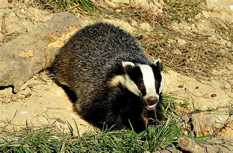 European Badger Facts Always Learning