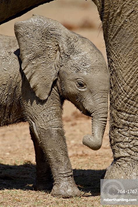 Baby African Elephant Loxodonta Africana Stock Photo