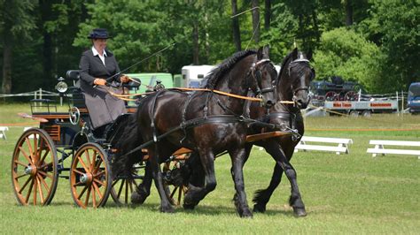 How To Drive A Horse And Cart Learn The Basics For Safe Fun Horse