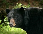 5 facts about black bears — Tennessee State Parks