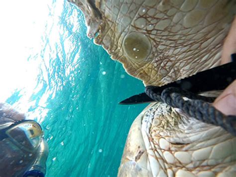 Autec Personnel Save Green Sea Turtle Entangled By Rope Nets