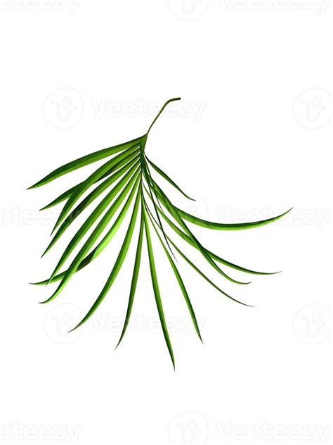 Palm Branch 1356604 Stock Photo At Vecteezy