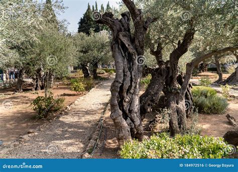 Old Olive Trees With In The Gethsemane Garden In Jerusalem Israel