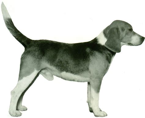 beagle history trainingtemperament american kennel club