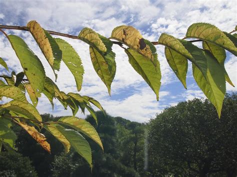 Flowering and weeping cherry, flowering plum, fruit trees; Ornamental Cherry Tree Diseases