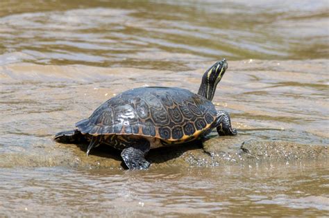 Turtles Of South Carolina South Carolina Partners In Amphibian And