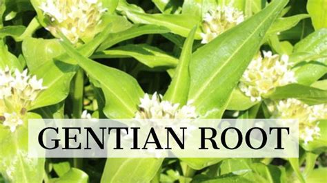 Gentian Root Benefits The Bitter Herb Herbs For Health Herbs For