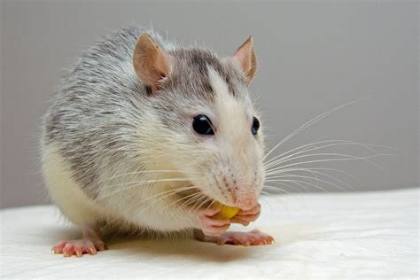 Awesom3_xp on april 28, 2019: Important Guidance About What Do Rats Eat | Pets Nurturing