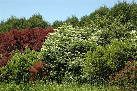 Minimal minimal techno electronic techno. European Elder (Sambucus nigra) in Blue Springs, Missouri ...