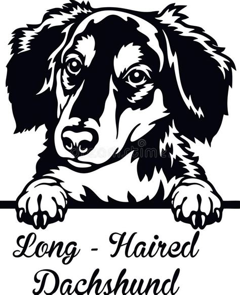 Long Haired Dachshund Peeking Dog Head Isolated On White Vector