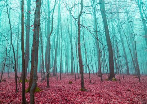 Mystical Forest In Red And Turquoise Stock Photo By ©8vfandp 82948610