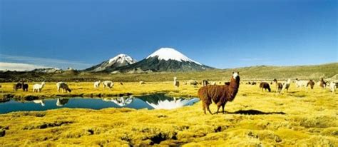 Altiplano Chileno Al Norte Del País Norte De Chile Imagenes De Chile