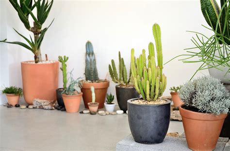 Photography Saint Cloche Cactus Wonderland Alejandro Nam